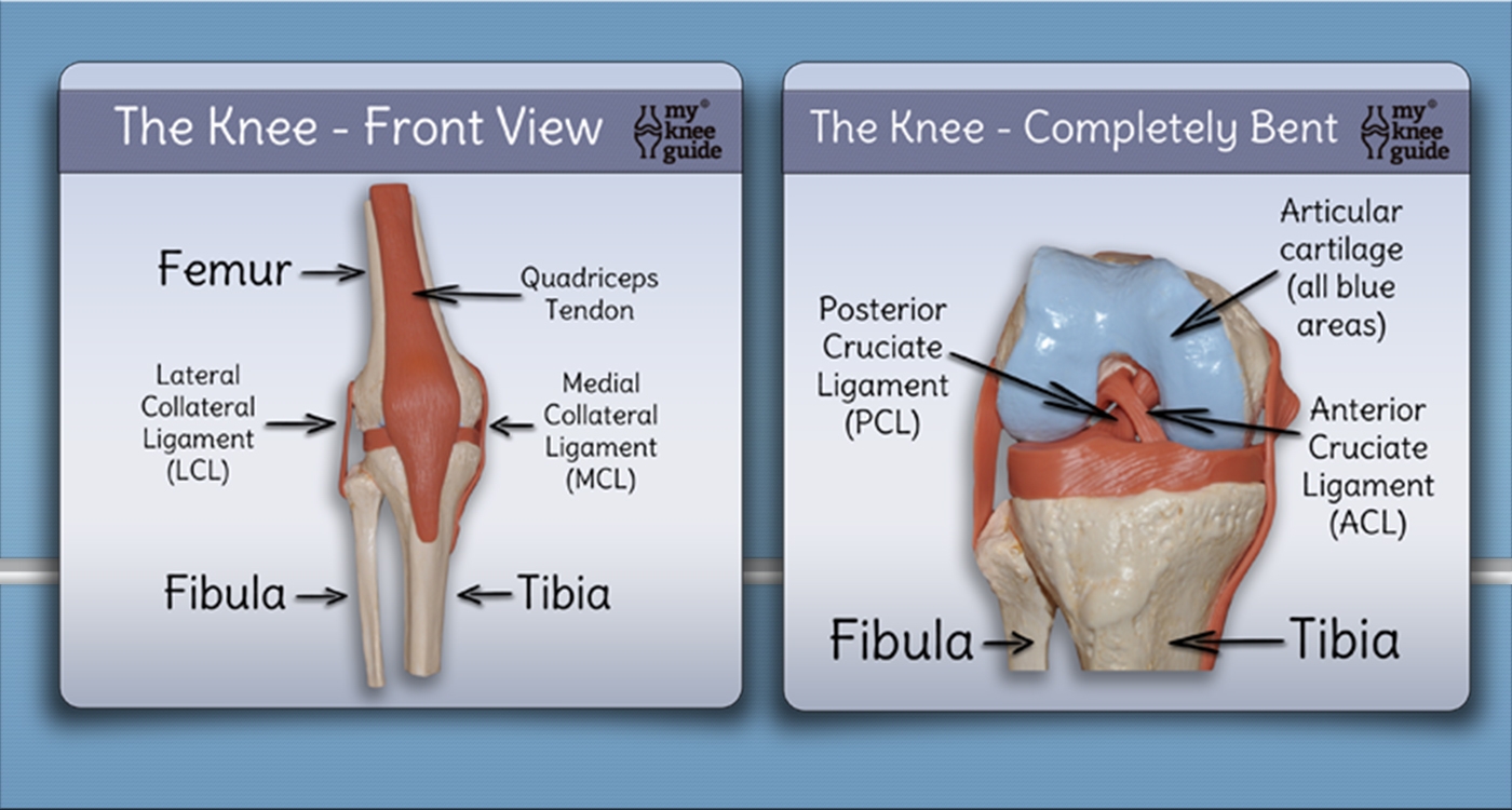 anatomy the function of the knee is dependent on many knee structure